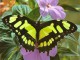 7art Butterfly Paradise ScreenSaver 1.2 7art Butterfly Paradise ScreenSaver 1.2