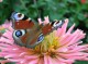 7art Fantastic Butterflies ScreenSaver 1.5 7art Fantastic Butterflies ScreenSaver 1.5