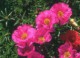 7art Flowers Free ScreenSaver 1.1