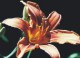7art Flowers Pro ScreenSaver 1.0