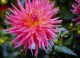 7art Flowers ScreenSaver 1.1