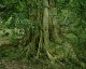 7art Glorious Trees ScreenSaver 1.5