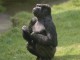 7art Monkeys ScreenSaver 1.2