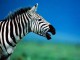 7art Stripy Zebras ScreenSaver 1.2 Screenshot