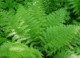 7art Verdure ScreenSaver 1.0