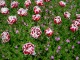 7art Wild Flowers ScreenSaver 2.3