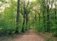 7art Wild Forest ScreenSaver 1.0