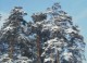 7art Winter Forest ScreenSaver 1.0 Screenshot
