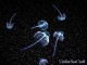 Active Jellyfish Screensaver 1.0 Active Jellyfish Screensaver 1.0