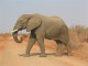 African Elephants RMS Screensaver 1.1
