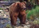 Alaska's Majestic Wildlife 1.3