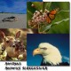 Amazing Animals 1 1.0