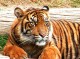 Amazing Tigers Screensaver 1