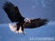 American Bald Eagles 1.3 American Bald Eagles 1.3