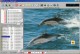 Amor Photo downloader 1.6 Amor Photo downloader 1.6