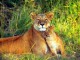 Amusing Lions ScreenSaver 2.0