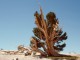 Ancient Trees 3.0 Ancient Trees 3.0