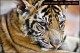 Animals Screensaver EV 2.00