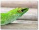 AnimalScreenSaver 1.9