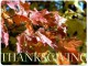 Animated Day Of Thanksgiving Screensaver 2.0