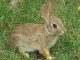 Animated Easter Bunnies Screensaver 1.0