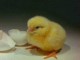 Animated Joys Of Easter Screensaver 1.0 Animated Joys Of Easter Screensaver 1.0