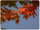 Animated Thanksgiving Hues Wallpaper 2.0