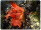 Animated Thanksgiving Season Wallpaper 2.0 Animated Thanksgiving Season Wallpaper 2.0