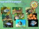 Aquarium Life Screensaver 3.2