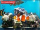 Aquarium Screensaver by Dream Computers Pty Ltd 1.0 Aquarium Screensaver by Dream Computers Pty Ltd 1.0