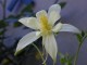 Aquilegia Flowers Part 2 Screensaver 1.0