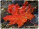 Autumn Leaf Thanksgiving Wallpaper 2.0