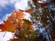 Autumnleaves3D Screensaver 1.0