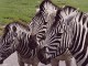 Awesome Creatures Screen Saver 1.0