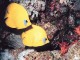 Awesome Tropical Reefs Screen Saver 1.0 Awesome Tropical Reefs Screen Saver 1.0