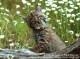 Babies of the Wilderness 1.3