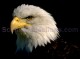 Bald Eagle Screensaver 4.0