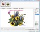 Batch Picture Protector 1.1