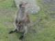 Beachy Kangaroo Screensaver 1.0