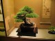 Beautiful Bonsai Screensaver 1.0 Beautiful Bonsai Screensaver 1.0