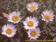 Beautiful Rare Wildflowers 3.0