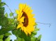 Beautiful Sunflowers Screensaver 1