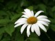 Beauty of Flowers 1.00