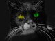 Beware the Black Cat Screensaver 2.0