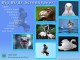Big Birds Screensaver 1.0