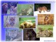 Big Cats Screensaver 3.1