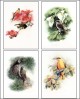 Bird Drawings 1 Screensaver 1.0
