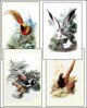 Bird Drawings 2 Screensaver 1.0 Bird Drawings 2 Screensaver 1.0