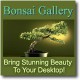 Bonsai Gallery Screensaver Collection 1.0