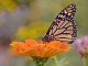 Butterflies-Living Color 3.0 Butterflies-Living Color 3.0